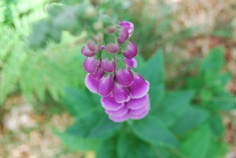 digitalis