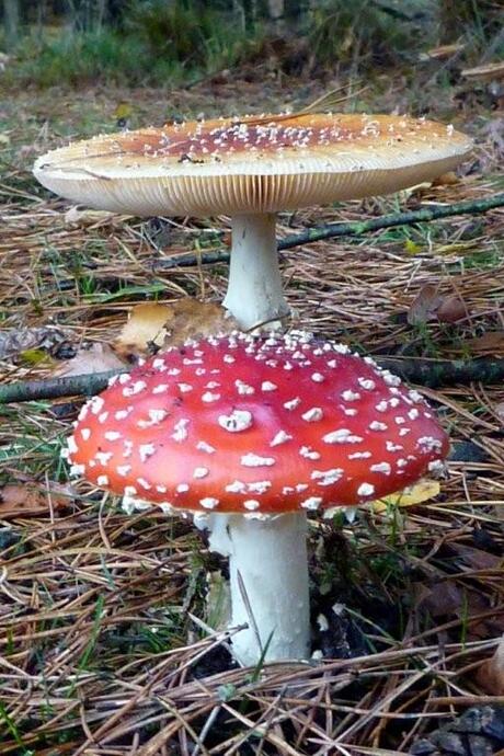 Paddestoelen