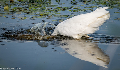 Zilverreiger 1