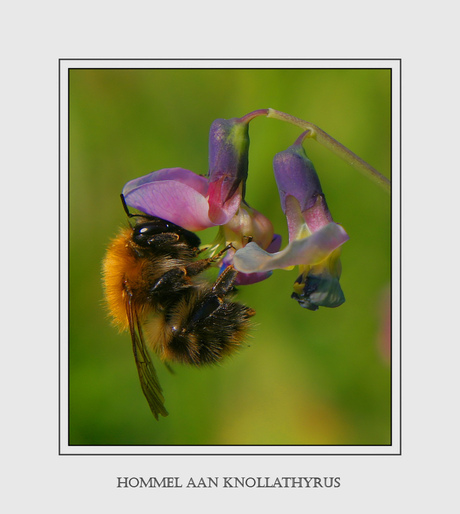 Hommel aan Knollathyrus