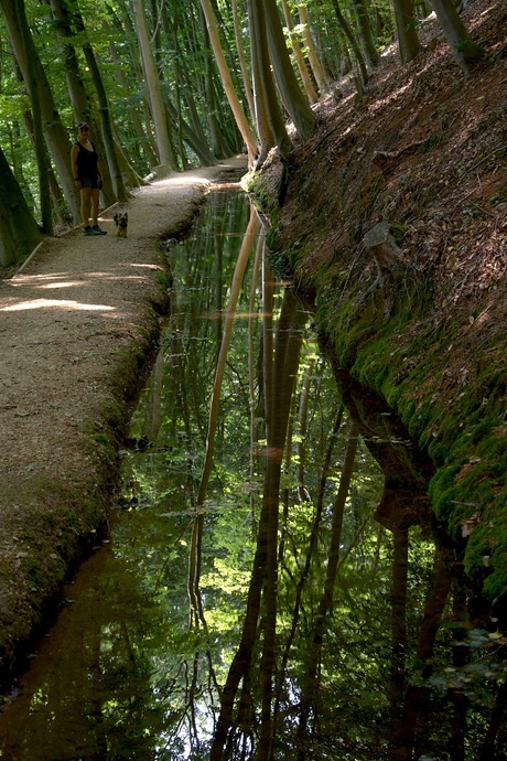 Een reflecterend bosbeekje