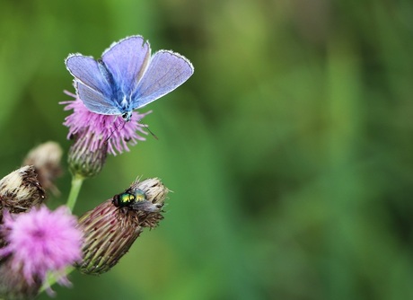 icarusblauwtje met gezelschap