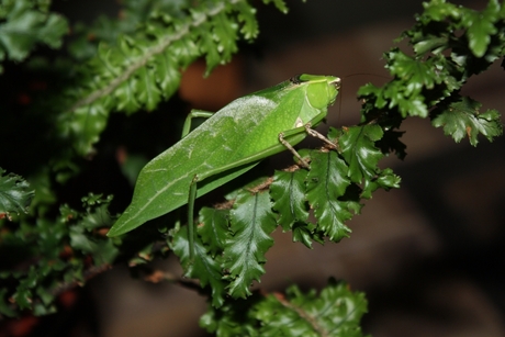 Katydid Costa Rica