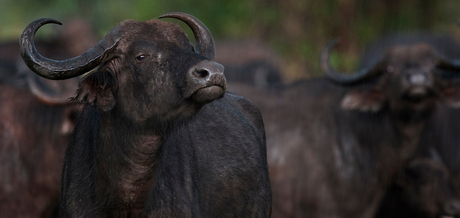 Buffels in de Serengeti NR - Tanzania