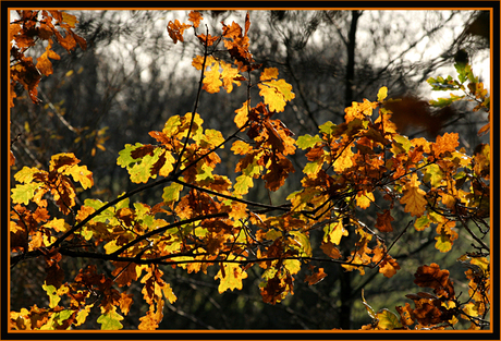 De laatste herfsttinten