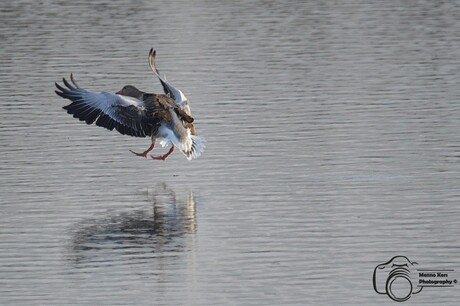 landende gans