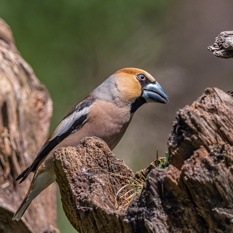 Appelvink