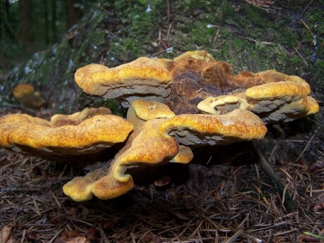 paddestoelen