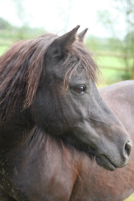 Lieve pony