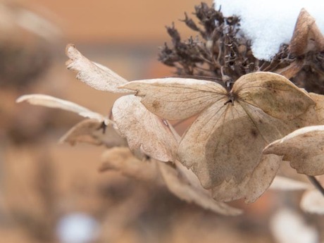 Hortensiabloem met sneeuw