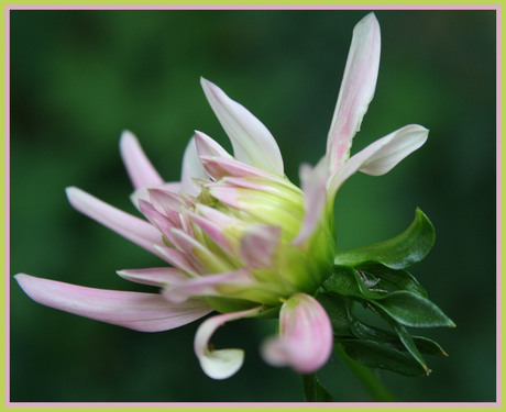 Dahlia in knop