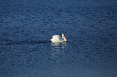 Zwaan op drift (1)