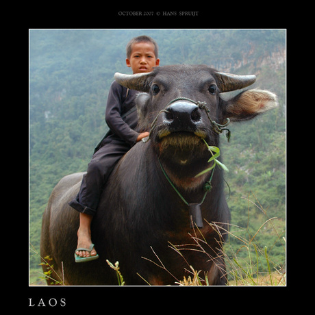 Buffelrijden in Laos