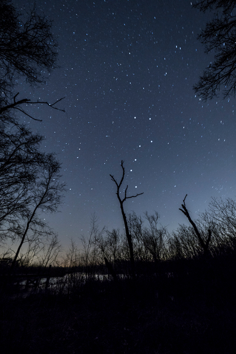 Do trees dream of big bears in the sky?