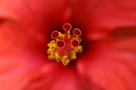 Menorca Flower