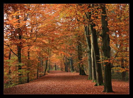Herfst in het beukenbos