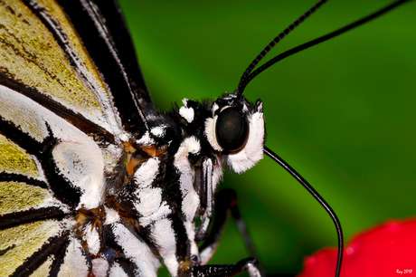 Idea Leuconoe Close Up