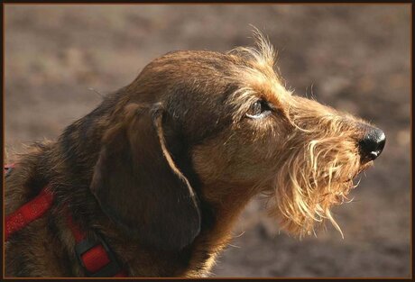 Snor in de zon