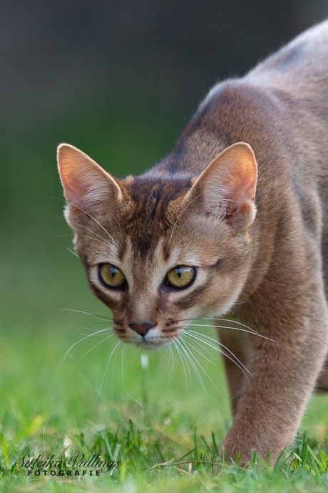 Nieuwsgierige kat