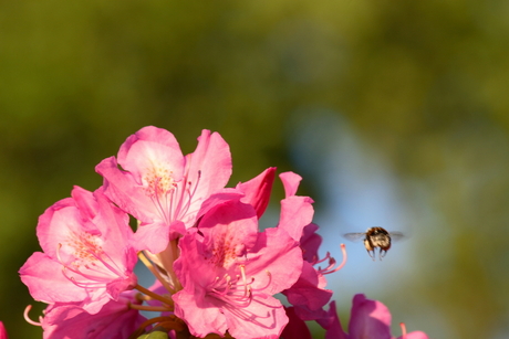 Rhododendron jummy !