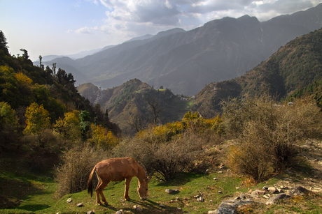 paardje in de bergen bij triund,India