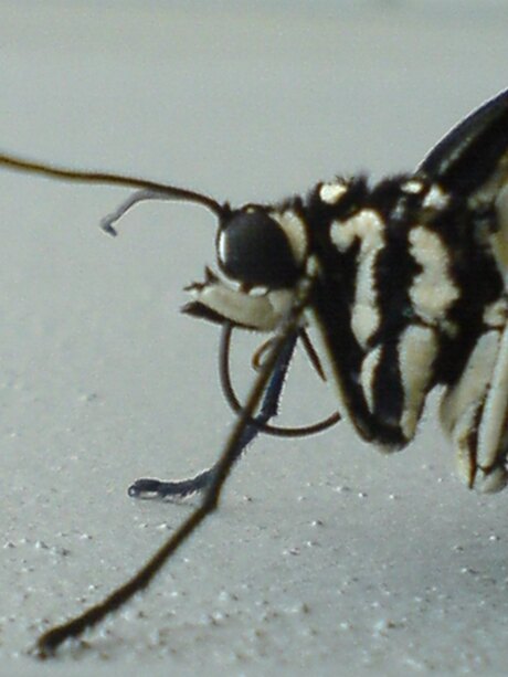 vlinder close-up