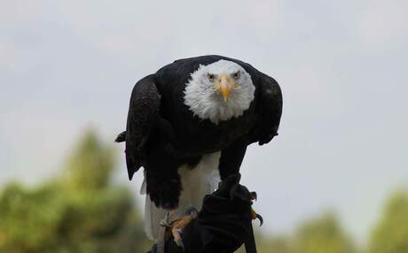 Haliaeetus leucocephalus