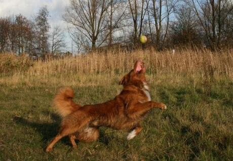 Niels in actie