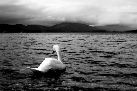 Zwaan in Loch Lomond