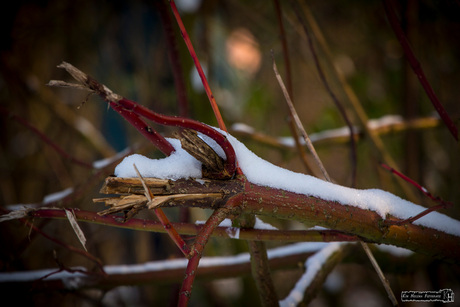 Snow on a red branch