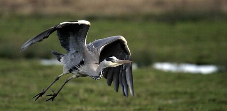 Blauwereiger