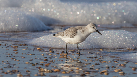 Strandloper