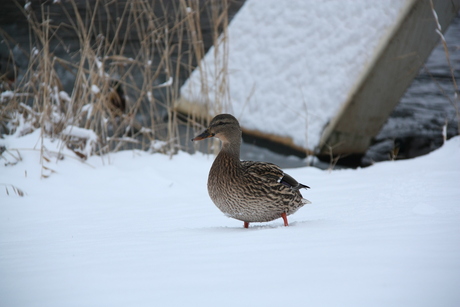 snowduck