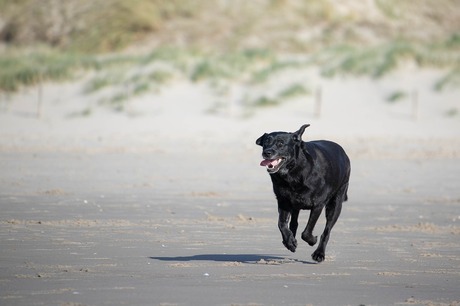 labrador op het strand