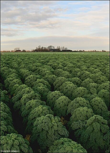 boeren kool