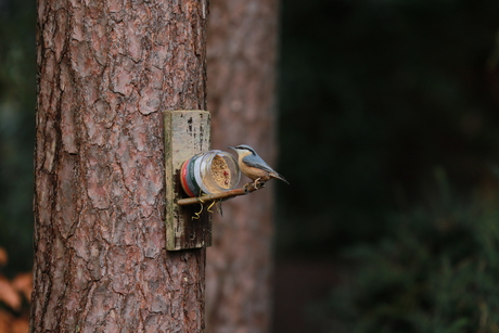 Bird in Forest Garden