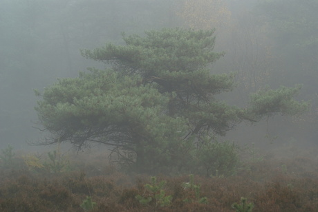 heideveld in de mist