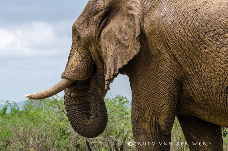 Afrikaanse olifant