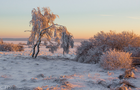 Winter , ochtendgloed