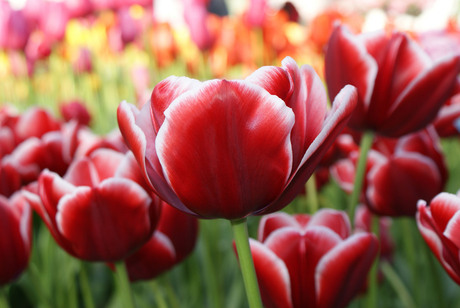 Tulpen