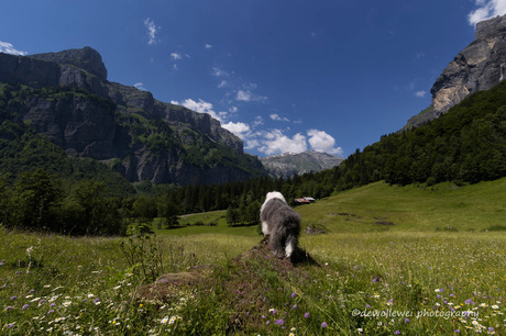 alpen zicht