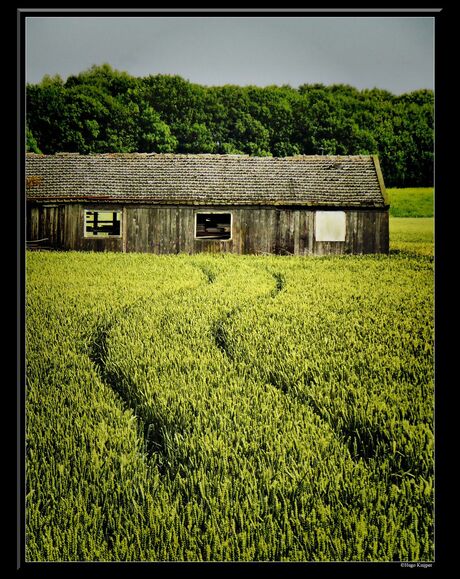 Old Shed iin the Cornfield..