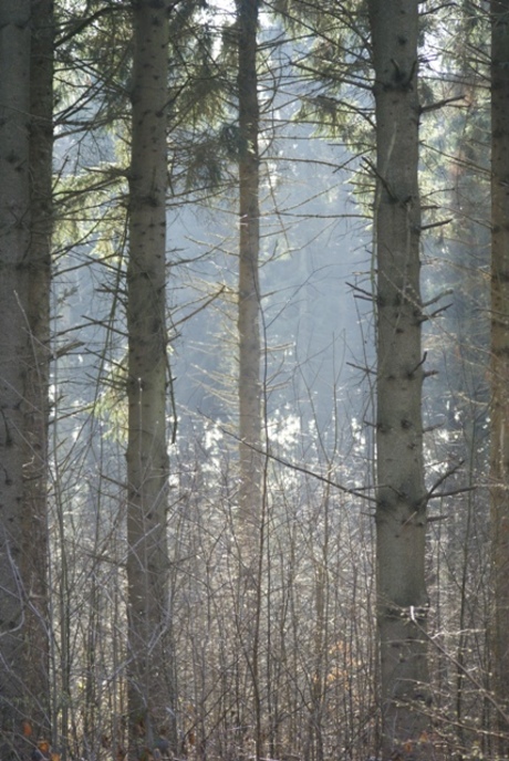 zon tussen de bomen