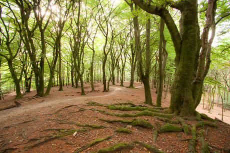 Bomen....