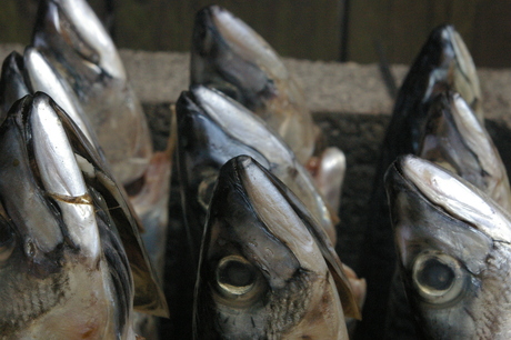 Bijna gerookte makreel