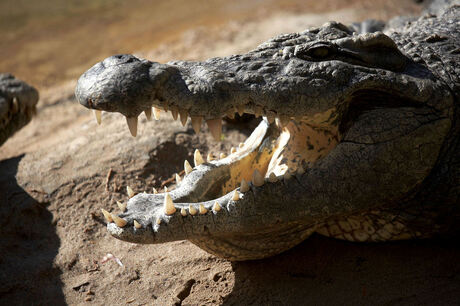 Big Smile Croc