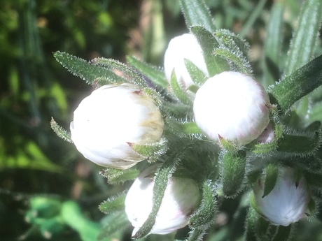 wild flowers