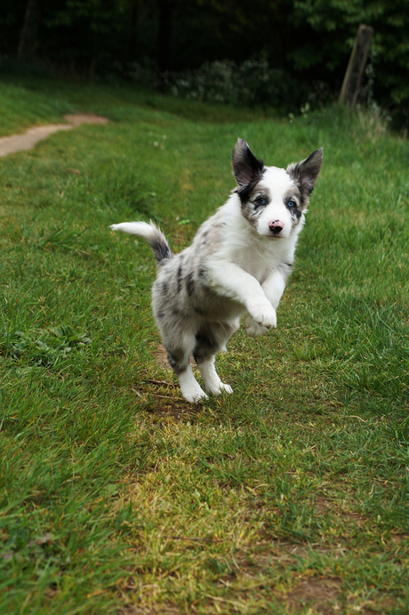 Springende pup