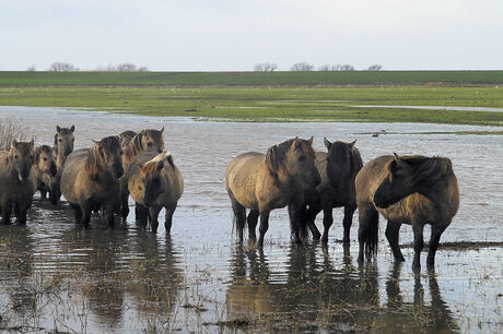 Konikpaarden in Lauwersmeer gebied