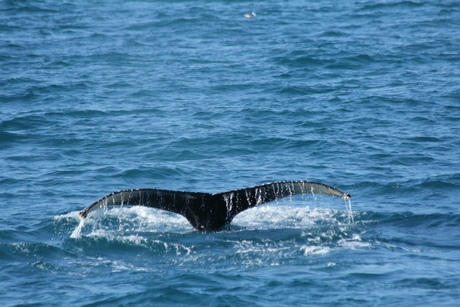 Whalewatching Ijsland